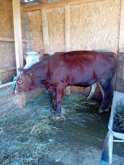 Tauras angus opt luni