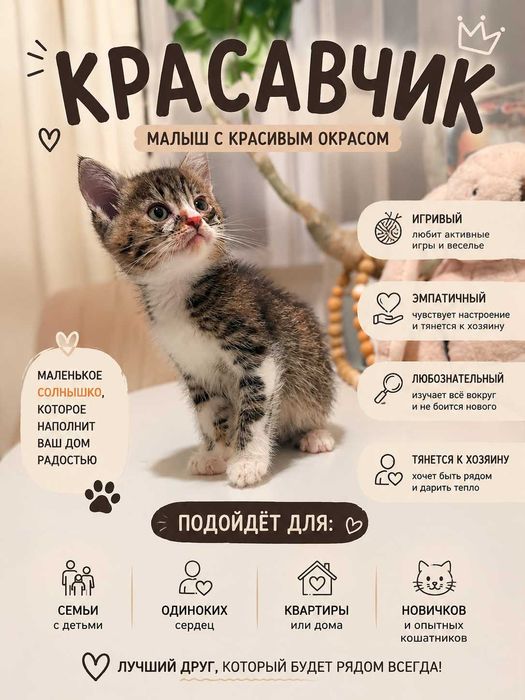 Котята 1.5 мес 4 штуки