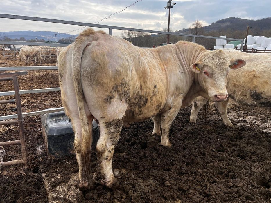 Vand Taur Charolaise