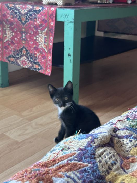 Ищу хозяина котенку