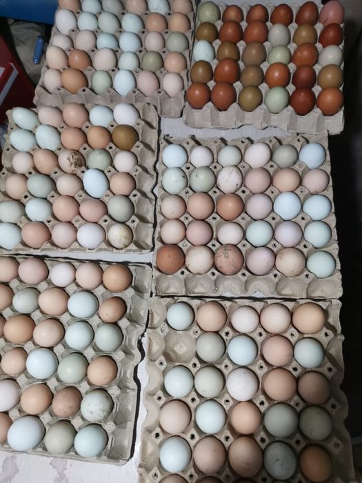 Ouă de țară de la găini crescute natural