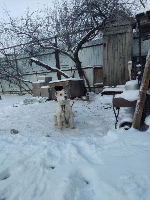 продам девочку 50000