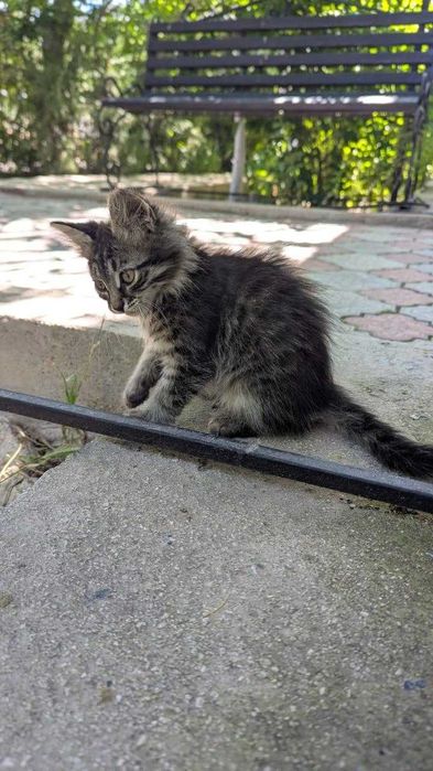 Котенок мальчик в добрые ручки