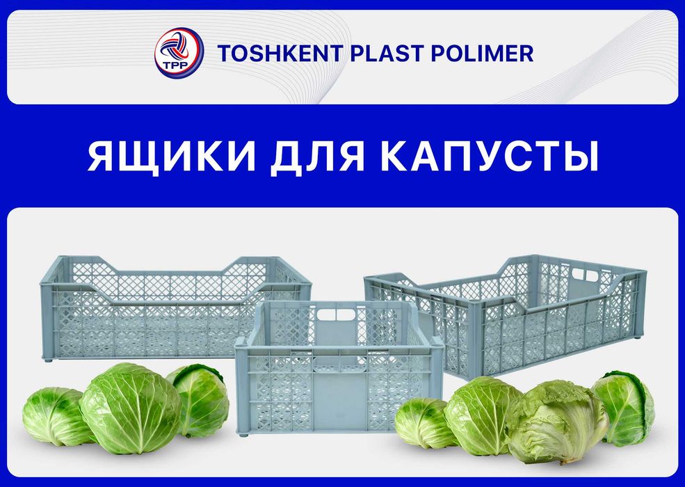 Пластиковый ящик для салата айсберг | овощной контейнер tara