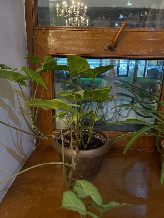 Цветы под ваш вкус