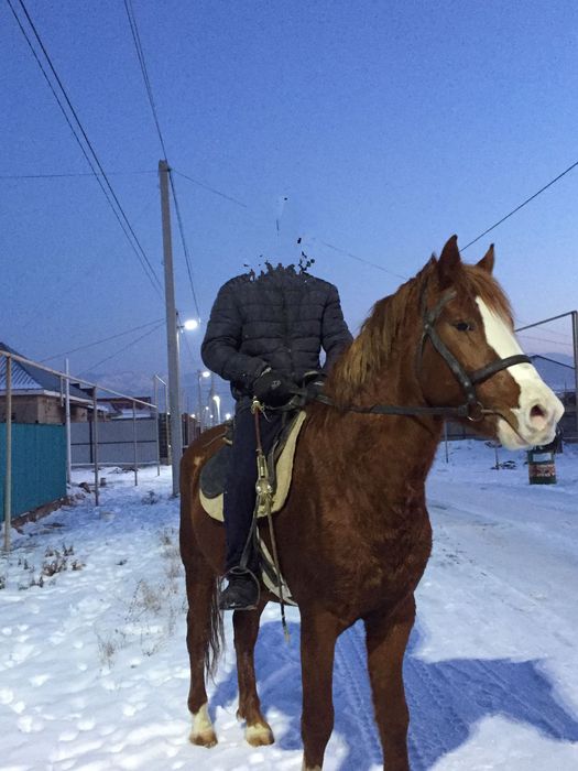 Айгыр сатамын 4 жасар