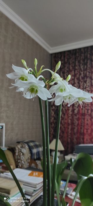 Продам цветы гиппеаструма и амазонской лилии. Цена указана без горшка.