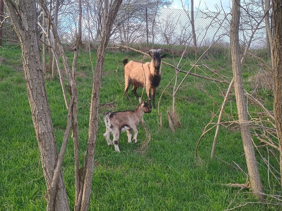 Vând țap alpin francez