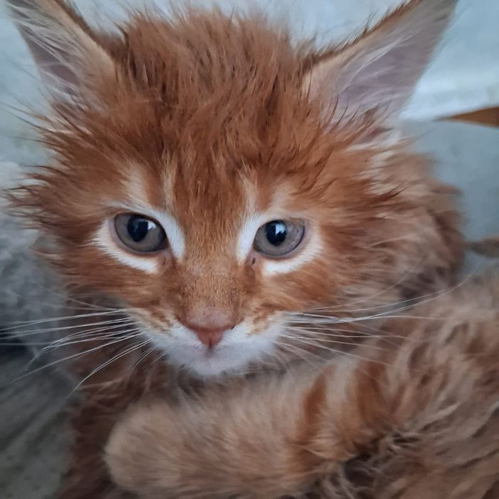 Мейн кун продажа