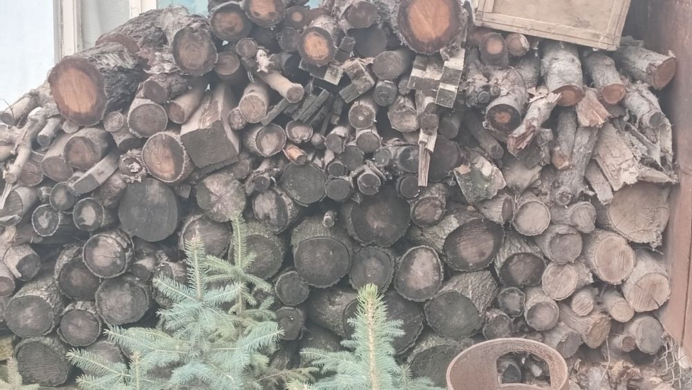 Урик дарахтиданкесилган УТИНЛАР БОР