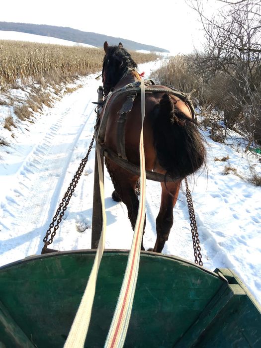 Schimb armăsar cu iapă