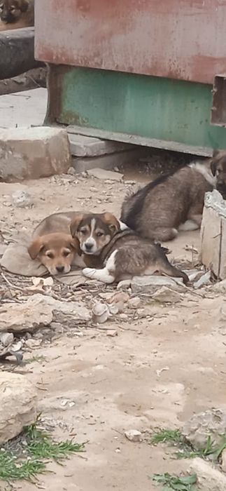 Щенки, отдам бесплатно