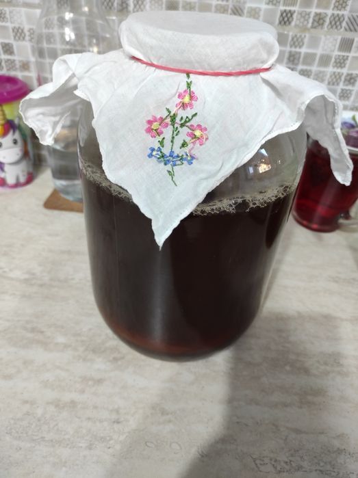 Ciupercă Kombucha Scoby