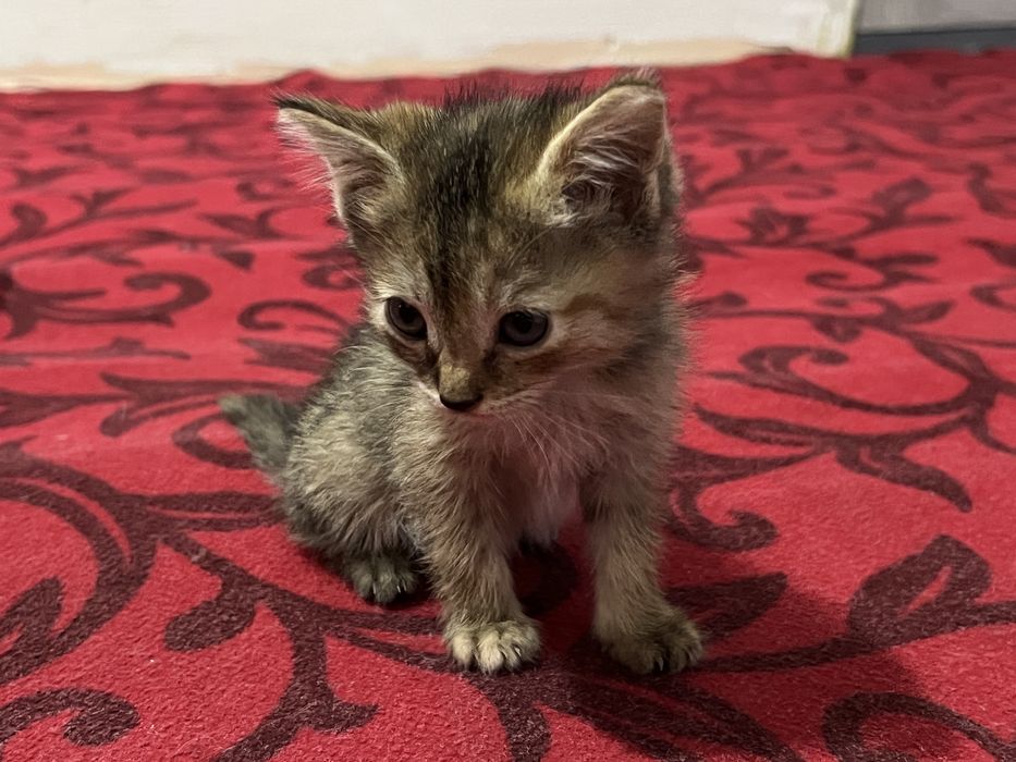 Scottish fold va strait 2 oylik hamma ovqat yeydi