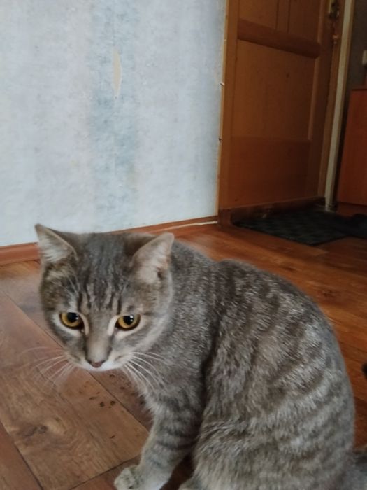 Отдадим кота в добрые руки