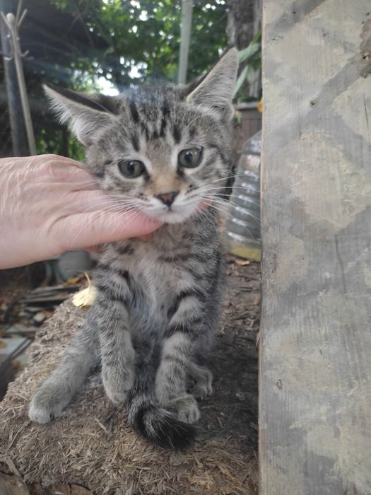 Отдадим котят в добрые руки