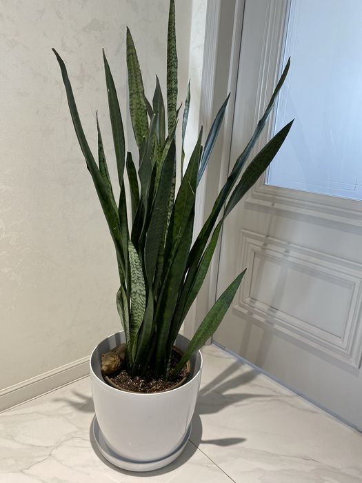 Сансевиерия 113 см