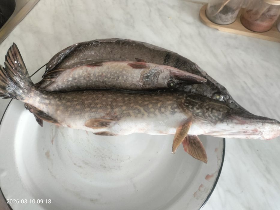 Продается свежемороженая