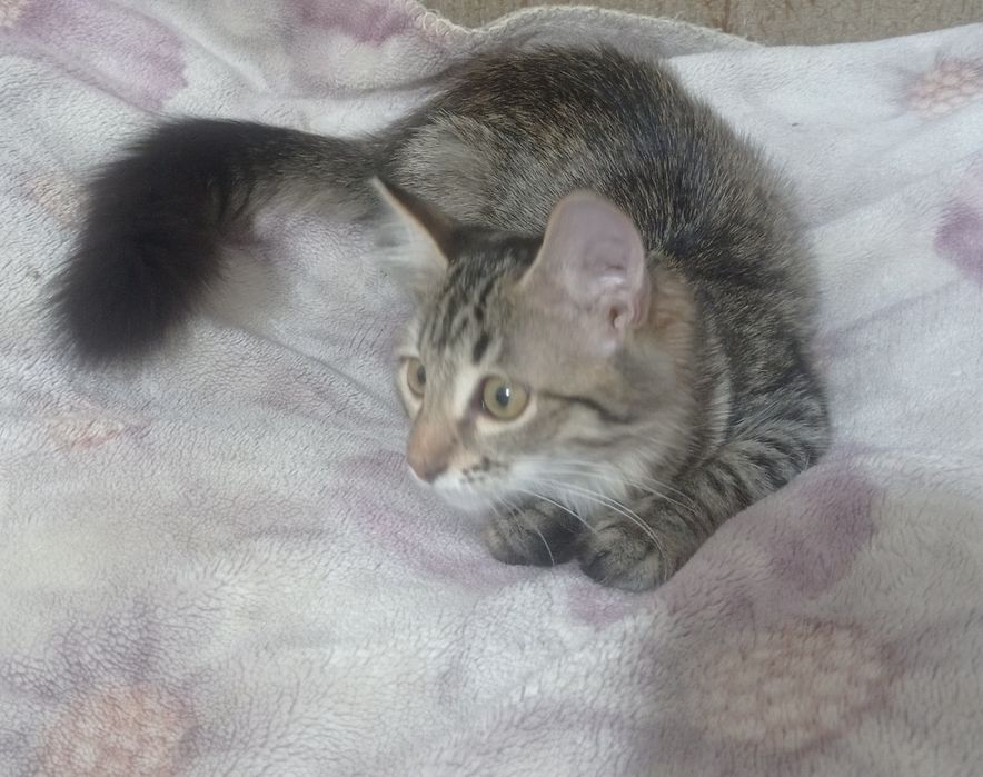 Отдам котенка в добрые руки