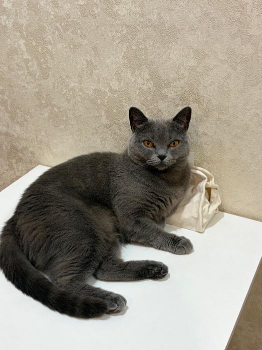 Продам вислоухого котёнка