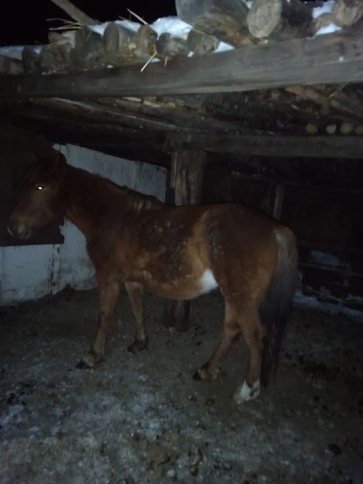 Продам кобылы 5 лет жеребая