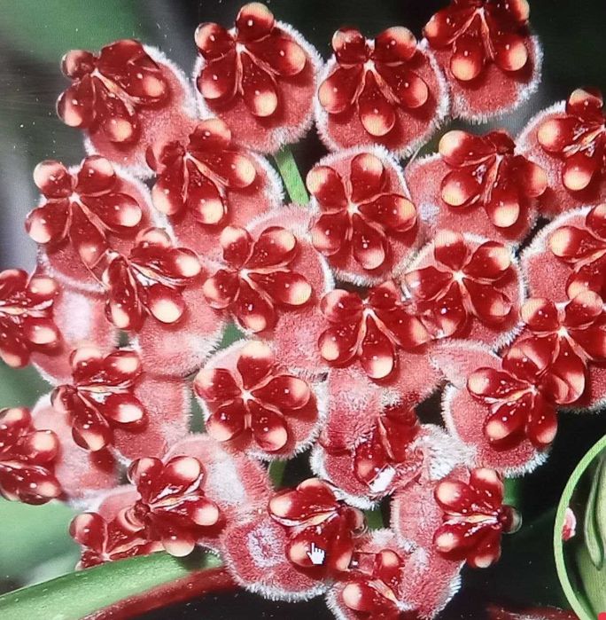 Продам. Редкий , коллекционный сорт - Hoya Tsangii. Красивоцветущий.