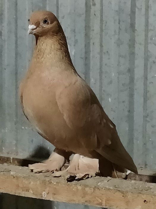 Голуби голуби голуби