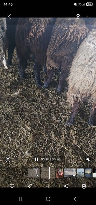 Қой,сектер семіз. Бараны