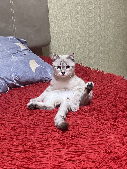 Отдам кошку взрослую