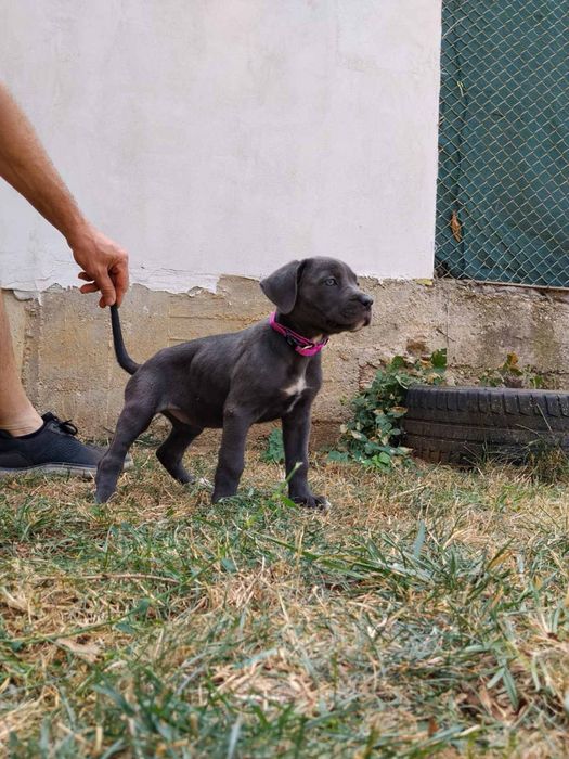 Кане Корсо/Cane Corso