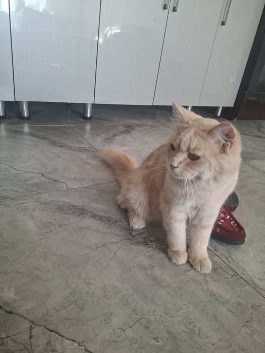 Aqilliy pishakcha