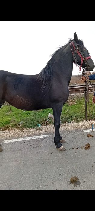 Vând iapa friziana de 5 ani