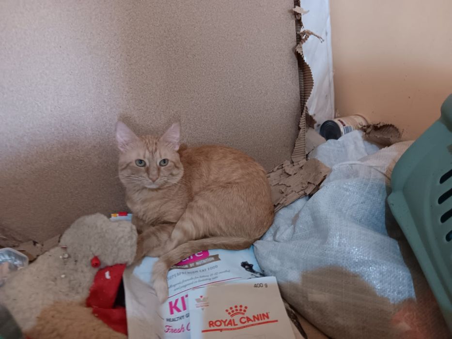 Adoptie pisi valentina