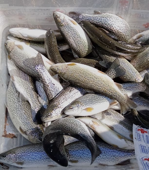 Свежая живая форель