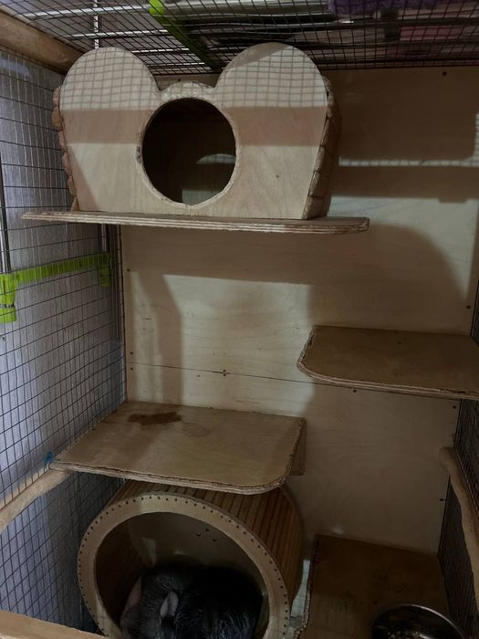 Шиншиллы 2 штуки