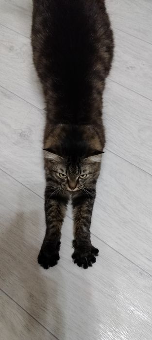 Отдам в хорошие руки кошку