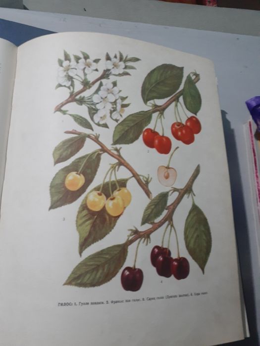 Узбек совет энциклопедия