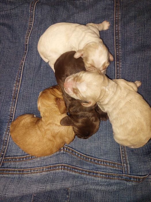 Бронь щенков русской спаниели!