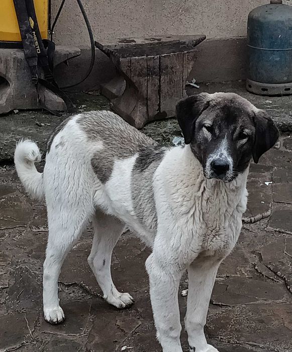 Ciobanesc Asia Centrală (Alabai) 6 luni