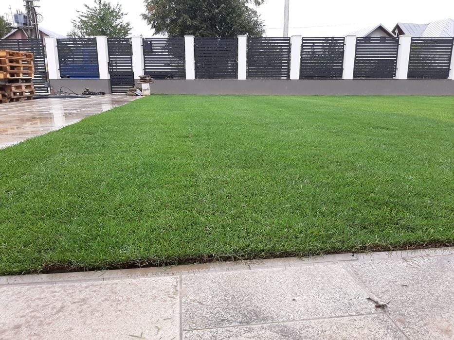 Tuia smarald columnaris biota Leylandy