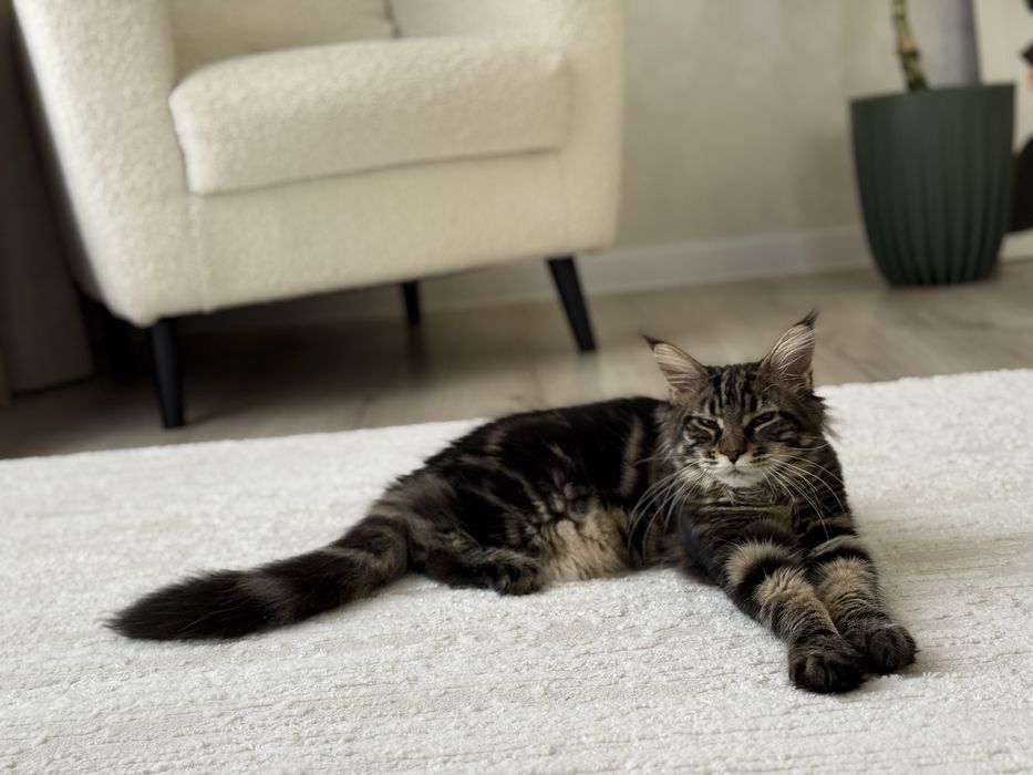 Котенок Мейн-кун