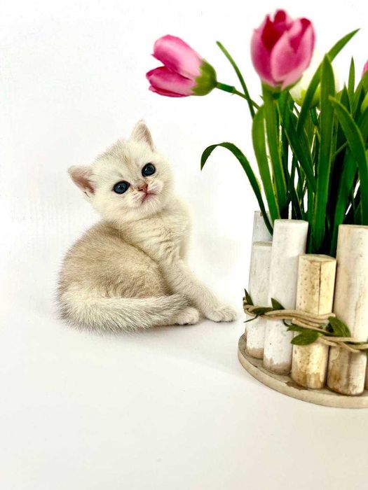 Шотландские котята вислоухие и прямоухие, золотой окрас, светлые