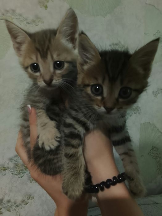 Отдам котят степной породы