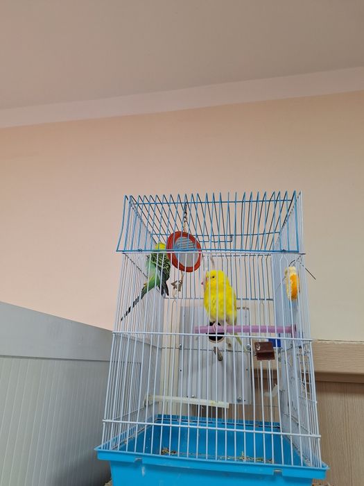 Продаю волнистые попугаи с клеткой за 250 тысяч