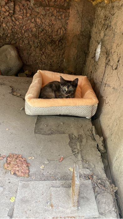 Котеное ммленький