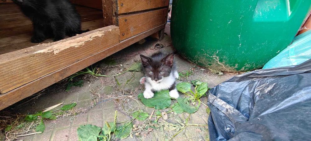 DONEZ PUI PISICA PISOI PISOIASI varsta 7 saptamani si jumatate  3 pui de pisica
