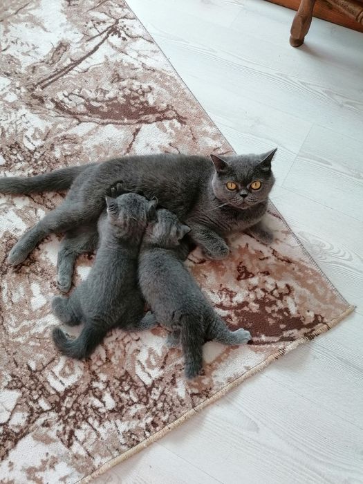 Британско късокосместо котенце