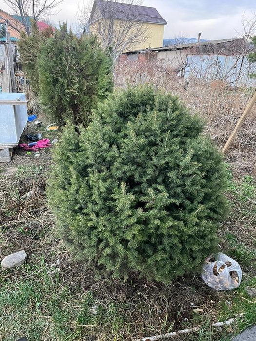 Голубая ель разные размеры