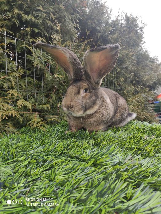 Промо Белгийски Великан--мъжки