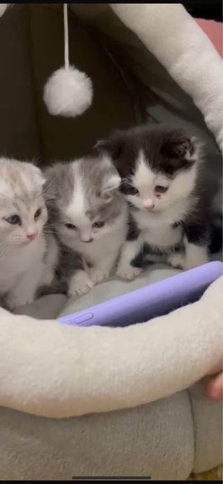 Продаю шотландских котят